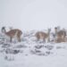 SANTA CRUZ: GUANACOS EN LA NIEVE