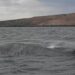 Registran por primera vez una ballena azul en el Parque Patagonia Azul