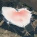 La NASA difundió la imagen de una laguna rosa con forma de corazón en Argentina