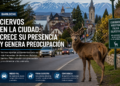 Bariloche: crece la presencia de ciervos en zonas urbanas y genera preocupación