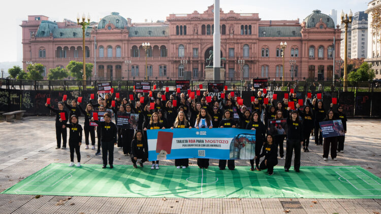 Tarjeta roja para Mostaza: activistas de seis países llegaron a Plaza de Mayo para denunciar que la empresa sigue sin comprometerse con las gallinas