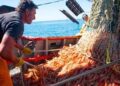 Primeros desembarcos de langostino generan expectativas en los puertos santacruceños