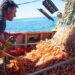 Primeros desembarcos de langostino generan expectativas en los puertos santacruceños